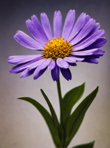 china aster,osteospermum,purple chrysanthemum,violet chrysanthemum,purple daisy,african daisy,european michaelmas daisy,south african daisy,new york aster,tatarian aster,barberton daisy,winter aster,alpine aster,senetti,blue chrysanthemum,aster tongolensis,aromatic aster,aster,smooth aster,perennial daisy,Illustration,Paper based,Paper Based 03