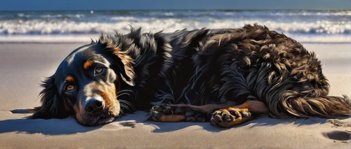 gordon setter,stray dog on beach,rough collie,bearded collie,skye terrier,bernese mountain dog,beach dog,afghan hound,landseer,otterhound,australian shepherd,native american indian dog,flotsam and jetsam,tamaskan dog,tibetan terrier,fur seal,collie,australian collie,field spaniel,canidae,Conceptual Art,Daily,Daily 01