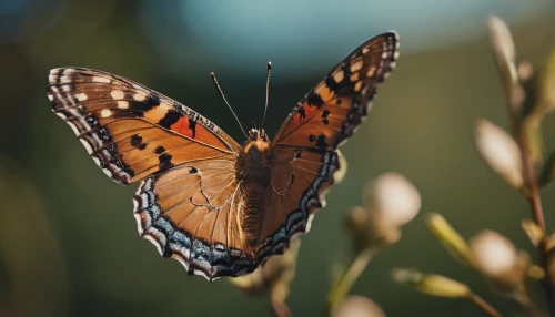 argynnis,gulf fritillary,euphydryas,northern brown argus,brown sail butterfly,polygonia,viceroy (butterfly),coenonympha,hesperia (butterfly),butterfly isolated,queen of spain fritillary,white admiral or red spotted purple,coenonympha tullia,butterfly background,high brown fritillary,brown argus,ulysses butterfly,vanessa atalanta,brush-footed butterfly,orange butterfly,Photography,General,Cinematic