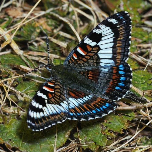 white admiral or red spotted purple,vanessa atalanta,polygonia,euphydryas,brush-footed butterfly,coenonympha tullia,aglais,cheloveka common,papilio rumanzovia,peacock butterfly,male peacock,hesperia (butterfly),aix galericulata,grayling (butterfly),aporia crataegi,checkerboard butterfly,lycaena phlaeas,limenitis,common wood nymph,peacock butterflies,Illustration,Realistic Fantasy,Realistic Fantasy 36