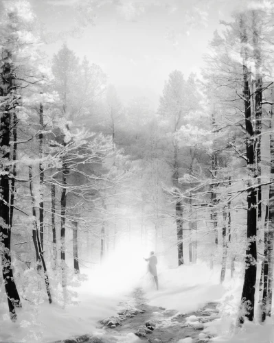 winter forest,multiple exposure,winter dream,winter landscape,snow trees,snow in pine trees,snow landscape,winter background,foggy forest,double exposure,snow scene,snowy landscape,winter magic,birch forest,fir forest,coniferous forest,hoarfrost,forest landscape,infinite snow,deep snow,Photography,Artistic Photography,Artistic Photography 07