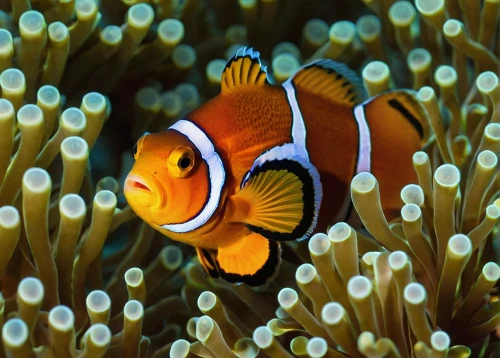 anemonefish,anemone fish,clownfish,nemo,clown fish,amphiprion,coral reef fish,sea animals,sea life underwater,coral fish,marine diversity,butterflyfish,marine fish,triggerfish-clown,raja ampat,foxface fish,underwater fish,discus fish,marine life,beautiful fish,Conceptual Art,Daily,Daily 06