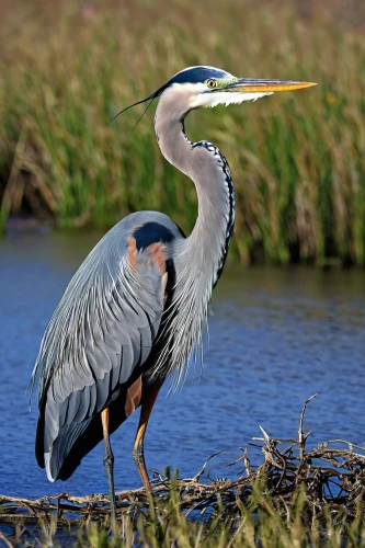 great blue heron,great heron,cow heron,pacific heron,common heron,spoon heron,gray heron,grey heron,heron,egretta novaehollandiae,danube delta,pied heron,the danube delta,white necked heron,white-faced heron,coastal bird,wading bird,herons,doñana national park,marsh bird,Conceptual Art,Daily,Daily 09