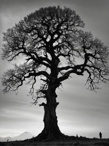 tree of life,old tree silhouette,oak tree,bodhi tree,celtic tree,old gnarled oak,family tree,isolated tree,tree silhouette,old tree,the branches of the tree,the japanese tree,lone tree,elm tree,magic tree,plane-tree family,oregon white oak,the roots of trees,argan tree,rooted,Illustration,Paper based,Paper Based 18