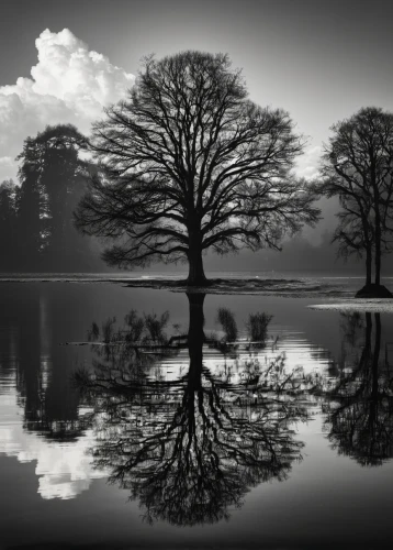 reflection in water,isolated tree,reflections in water,water reflection,monochrome photography,lone tree,reflected,water mirror,walnut trees,reflections,reflection,mirror water,bare tree,mirror reflection,mirrored,mirror in the meadow,reflecting pool,reflection of the surface of the water,oak tree,mirror image,Illustration,Children,Children 05