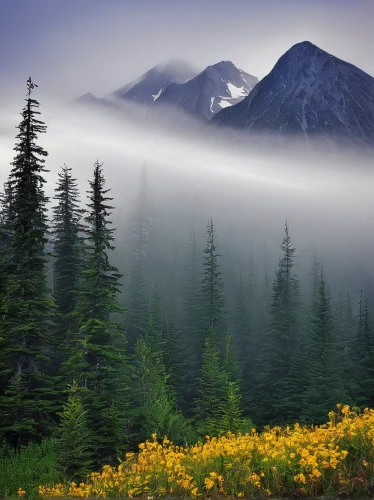 foggy landscape,foggy mountain,temperate coniferous forest,coniferous forest,mountain meadow,tropical and subtropical coniferous forests,carpathians,mount rainier,western tatras,mountain landscape,mount saint helens,foggy forest,mount hood,the russian border mountains,spruce-fir forest,fog banks,mount st helens,north american fog,spruce forest,cascade mountain,Illustration,Abstract Fantasy,Abstract Fantasy 09