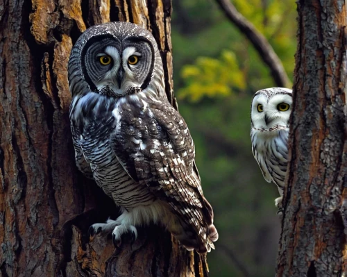 owlets,couple boy and girl owl,great grey owl hybrid,great gray owl,southern white faced owl,owl nature,great horned owls,great grey owl,siberian owl,the great grey owl,great grey owl-malaienkauz mongrel,spotted wood owl,owls,grey owl,ural owl,owlet,spotted-brown wood owl,eastern grass owl,spotted owlet,lapland owl,Conceptual Art,Sci-Fi,Sci-Fi 14