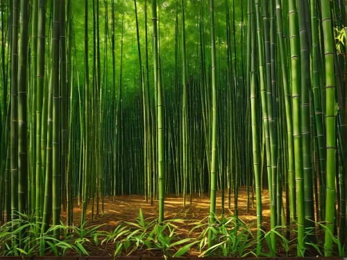 bamboo forest,bamboo,hawaii bamboo,bamboo plants,arashiyama,bamboo curtain,forest background,green forest,bamboo frame,aaa,green wallpaper,forest landscape,patrol,colored pencil background,world digital painting,bamboo shoot,3d background,cartoon video game background,wall,japan landscape,Art,Artistic Painting,Artistic Painting 30