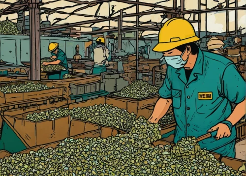 workers,farm workers,worker,forced labour,food processing,grape harvest,labors,assembly line,green soybeans,the production of the beer,pistachio nuts,farming,potato field,potting,yoghurt production,stock farming,forest workers,aggriculture,workforce,brussels sprouts,Illustration,Vector,Vector 15