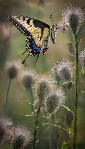 swallowtail butterfly,swallowtail,giant swallowtail,eastern black swallowtail,black swallowtail,palamedes swallowtail,western tiger swallowtail,eastern tiger swallowtail,zebra swallowtail,butterfly isolated,hybrid swallowtail on zinnia,hybrid black swallowtail butterfly,isolated butterfly,french butterfly,butterfly on a flower,papilio machaon,chasing butterflies,scarce swallowtail,flutter,papilio,Photography,Artistic Photography,Artistic Photography 04