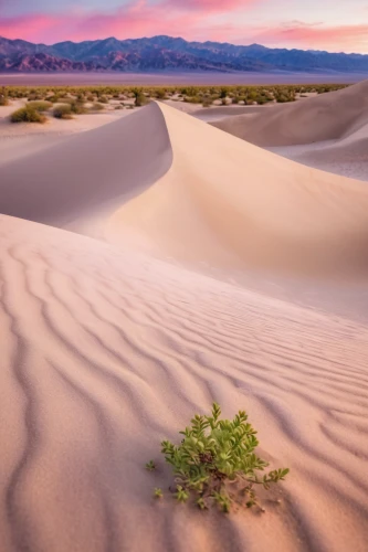 desert desert landscape,mojave desert,desert landscape,death valley,crescent dunes,mojave,capture desert,san dunes,great dunes national park,pink sand dunes,dry lake,desert plant,sand dunes,the desert,white sands national monument,mesquite flats,desert rose,death valley np,desertification,arid landscape,Unique,3D,Panoramic