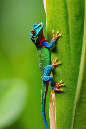 day gecko,malagasy taggecko,red-eyed tree frog,tree frogs,poison dart frog,coral finger tree frog,pacific treefrog,anole, anole,wonder gecko,beautiful chameleon,carolina anole,emerald lizard,eastern dwarf tree frog,banded geckos,european green lizard,costa rica,gecko,perched on a log,green crested lizard,Illustration,Japanese style,Japanese Style 09