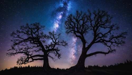 the milky way,milky way,magic tree,astronomy,the night sky,lone tree,isolated tree,astrophotography,night sky,starry sky,joshua trees,fairy galaxy,milkyway,galaxy,nightsky,night stars,galaxy collision,perseid,joshua tree national park,stargazing,Photography,Artistic Photography,Artistic Photography 12