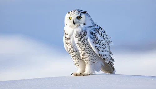 snow owl,snowy owl,lapland owl,siberian owl,kirtland's owl,short eared owl,ural owl,great gray owl,grey owl,great grey owl-malaienkauz mongrel,great grey owl hybrid,eastern grass owl,the great grey owl,hedwig,owl nature,barn owl,owl background,great grey owl,northern hawk-owl,northern hawk owl,Conceptual Art,Fantasy,Fantasy 11