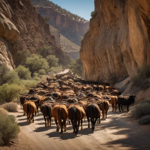 cattle crossing,al siq canyon,animal migration,guards of the canyon,camel caravan,horse herd,camels,old wagon train,wild horses,valley of death,camel train,street canyon,xinjiang,herd of goats,slot canyon,red rock canyon,ruminants,livestock,antel rope canyon,livestock farming,Photography,General,Natural