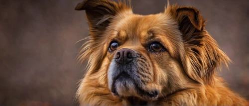 tibetan spaniel,leonberger,briard,caucasian shepherd dog,skye terrier,tibetan mastiff,romanian mioritic shepherd dog,australian silky terrier,norwegian buhund,catalan sheepdog,native american indian dog,bavarian mountain hound,pekingese,english shepherd,korean mastiff,pyrenean mastiff,dog photography,dog-photography,dog pure-breed,carpathian shepherd dog,Conceptual Art,Daily,Daily 07