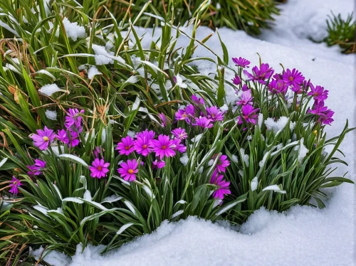 snow crocus,crocuses,tulip on snow,crocuss,alpine flowers,early spring,beginning of spring,snowy still-life,pink grass,signs of spring,spring greeting,spring bloomers,snowdrop,dianthus,fragrant snow sea,spring flowers,blooming grass,in winter,the purple-and-white,snow cherry,Conceptual Art,Sci-Fi,Sci-Fi 23