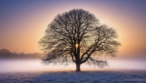 winter tree,isolated tree,hoarfrost,lone tree,bare tree,snow tree,winter magic,snowy tree,winter light,winter morning,the first frost,seasonal tree,magic tree,birch tree background,winter background,winter landscape,winter dream,celtic tree,wintry,flourishing tree,Photography,Fashion Photography,Fashion Photography 11