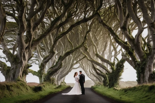 the dark hedges,wedding photography,tree lined lane,wedding photo,wedding frame,bride and groom,wedding photographer,tree lined,walking down the aisle,ordinary boxwood beech trees,northern ireland,wedding couple,celtic queen,ireland,just married,celtic tree,donegal,tree lined path,tree-lined avenue,silver wedding,Art,Classical Oil Painting,Classical Oil Painting 01