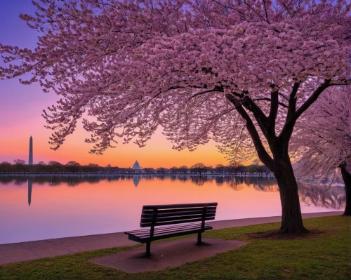 tidal basin,the cherry blossoms,cherry blossom tree,cherry blossoms,district of columbia,cherry trees,cherry blossom festival,blossom tree,pink cherry blossom,washington dc,cherry blossom,japanese cherry trees,blooming trees,cold cherry blossoms,sakura tree,sakura trees,cherry tree,japanese cherry blossoms,washington monument,lilac tree,Conceptual Art,Sci-Fi,Sci-Fi 21