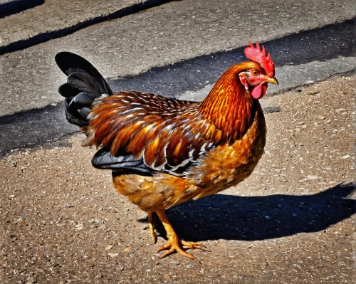 portrait of a hen,bantam,hen,cockerel,vintage rooster,redcock,phoenix rooster,landfowl,pullet,red hen,rooster head,domestic chicken,polish chicken,meleagris gallopavo,chook,chicken 65,yellow chicken,roosters,portuguese podengo,rooster,Conceptual Art,Daily,Daily 28