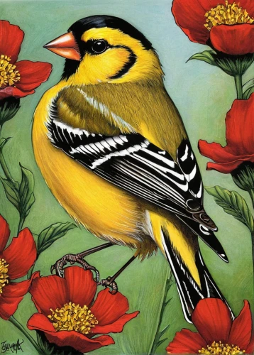 magnolia warbler,bird painting,golden crowned kinglet,townsend's warbler,blackburnian warbler,american goldfinch,goldfinch,flower and bird illustration,spring bird,finch bird yellow,black throated green warbler,bird illustration,golden finch,bobolink,warbler,hooded warbler,goldfinches,european goldfinch,yellow breasted chat,nature bird,Illustration,Retro,Retro 06