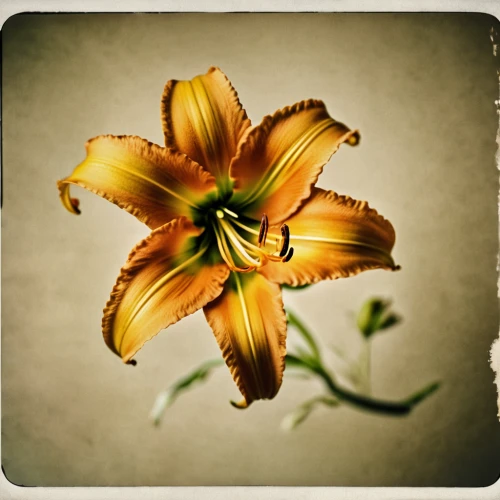 day lily flower,daylily,day lily,peruvian lily,hemerocallis,orange daylily,daylilies,day lily plants,guernsey lily,yellow daylily,tasmanian flax-lily,hemerocallis fulva,lilium candidum,easter lilies,hemerocallis bonanza,hippeastrum,lily flower,brown-red daylily,tiger lily,yellow-red daylily,Photography,Documentary Photography,Documentary Photography 02