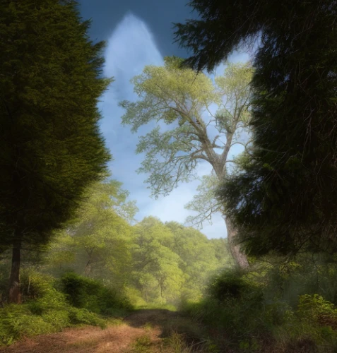 forest path,druid grove,forest road,trees with stitching,forest glade,forest landscape,forest background,forest tree,deciduous forest,forests,chestnut forest,the forest,virtual landscape,forest,tree canopy,meadow and forest,forest walk,trees,coniferous forest,elven forest,Material,Material,North American Oak