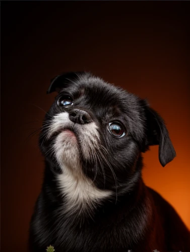 pekingese,shih tzu,pug,japanese chin,dog photography,dog-photography,tibetan spaniel,affenpinscher,puggle,boston terrier,lhasa apso,teddy roosevelt terrier,animal photography,black and tan terrier,dog breed,pet vitamins & supplements,french bulldog,dog pure-breed,schnauzer,cute puppy,Realistic,Foods,Pirozhki