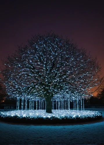 snow tree,winter tree,snowy tree,snow trees,tree lights,sefton park,bare tree,celtic tree,horse chestnut tree,ornamental tree,seasonal tree,wintry,treemsnow,magic tree,beech trees,winter wonderland,tree grove,winter background,christmas snowy background,winter garden,Photography,Documentary Photography,Documentary Photography 30