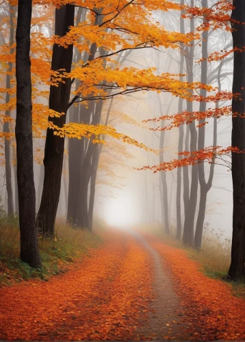 autumn forest,autumn fog,autumn scenery,autumn background,light of autumn,germany forest,deciduous forest,autumn landscape,autumn morning,tree lined path,fall landscape,autumn idyll,autumn walk,autumn trees,forest road,golden autumn,autumn day,the autumn,tree lined lane,maple road,Photography,Fashion Photography,Fashion Photography 08