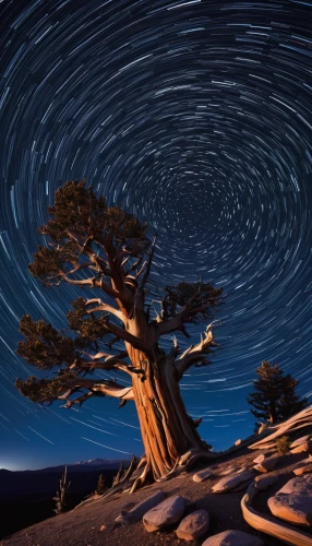 star trails,star trail,two needle pinyon pine,pine tree,starscape,astronomy,star winds,pine-tree,north star,starry night,lone tree,starry sky,pine forest,great dunes national park,singleleaf pine,star sky,joshua tree national park,joshua trees,moravian star,prostrate juniper,Conceptual Art,Daily,Daily 27