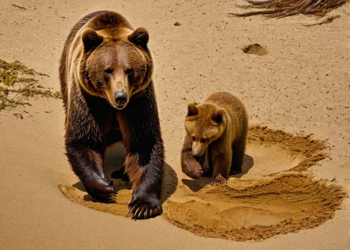 brown bears,bear cubs,grizzlies,bear footprint,black bears,brown bear,sun bear,bears,horse with cub,cute animals,zoo planckendael,the bears,sand art,zoo schönbrunn,mammals,coatimundi,scandia animals,great bear,herman national park,belize zoo,Illustration,Vector,Vector 04