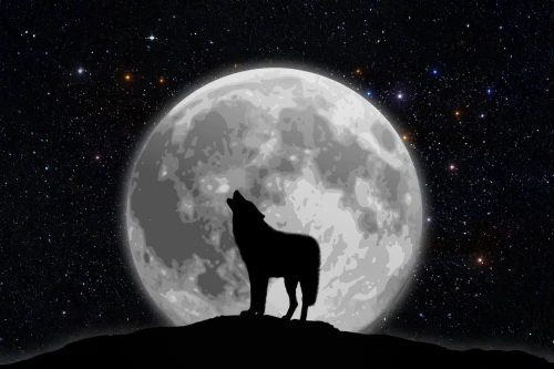 constellation wolf,howling wolf,moon and star background,canis lupus,european wolf,constellation unicorn,guanaco,gray wolf,howl,unicorn background,wolf,wolves,lunar,blackbuck,red wolf,llama,feral goat,deer illustration,lama,wolfdog