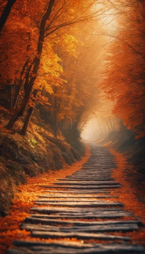 autumn forest,autumn in japan,autumn scenery,tree lined path,germany forest,wooden path,autumn fog,forest path,maple road,forest road,light of autumn,autumn landscape,the mystical path,autumn walk,autumn morning,colors of autumn,wooden track,autumn light,fall landscape,autumn mountains,Photography,General,Fantasy