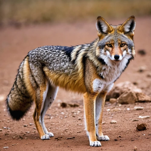 south american gray fox,patagonian fox,kit fox,vulpes vulpes,swift fox,red wolf,grey fox,dhole,redfox,desert fox,european wolf,red fox,coyote,canidae,a fox,fox stacked animals,jackal,canis lupus tundrarum,czechoslovakian wolfdog,garden-fox tail,Photography,Black and white photography,Black and White Photography 06
