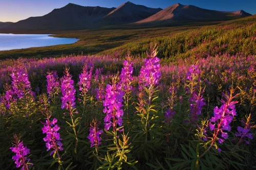 glacier national park,lupines,fireweed,yukon territory,lupine,changbai mountain,alpine meadow,mountain meadow,alpine flowers,northern norway,wildflowers,splendor of flowers,eastern iceland,bow lake,purple landscape,swiftcurrent lake,wild flowers,beautiful landscape,purple loosestrife,united states national park,Photography,Artistic Photography,Artistic Photography 13