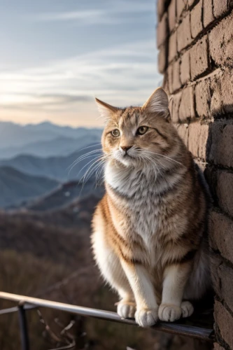 chinese pastoral cat,aegean cat,cat greece,napoleon cat,cat european,calico cat,cat,cat resting,cute cat,cat image,mountain climber,perched on a wire,lookout,cat sparrow,street cat,cats on brick wall,majestic nature,breed cat,shelter cat,great wall,Light and shadow,Landscape,Great Wall