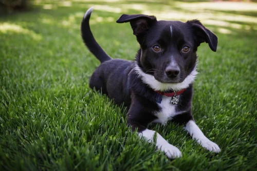 pit lab mix,border collie,rat terrier,mixed breed dog,dog-photography,husky mix,laika,saluki,dog photography,pit mix,karelian bear dog,kona,australian collie,australian kelpie,nova,bosnian coarse-haired hound,portuguese pointer,labrador husky,chihuahua mix,smooth collie,Illustration,Paper based,Paper Based 08