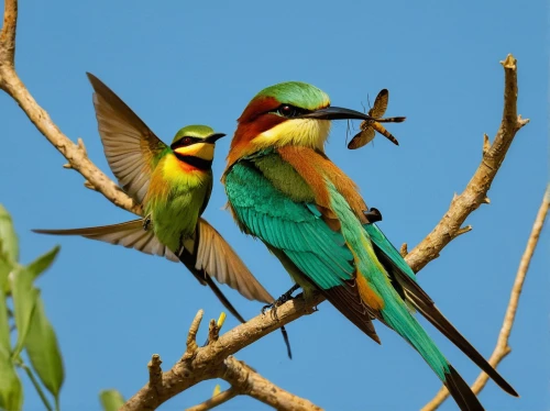 bee eater,european bee eater,couple macaw,parrot couple,golden parakeets,colorful birds,passerine parrots,birds on a branch,bird couple,blue-capped motmot,gujarat birds,yellow-green parrots,orange-breasted sunbird,birds on branch,green-tailed emerald,macaws of south america,southern double-collared sunbird,tropical birds,key birds,courtship,Illustration,Retro,Retro 03