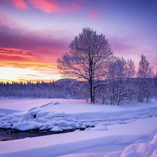 finnish lapland,lapland,snowy landscape,winter landscape,snow landscape,winter morning,winter background,winter magic,the amur adonis,winter forest,russian winter,winter dream,pink dawn,fairbanks,winter light,northern norway,snow fields,beautiful landscape,snow scene,purple landscape,Photography,Documentary Photography,Documentary Photography 18