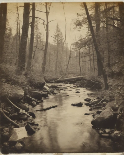 ambrotype,flowing creek,stream bed,agfa isolette,riparian forest,mountain stream,brook landscape,northern hardwood forest,forest landscape,robert duncanson,log bridge,creuse,tributary,streams,river landscape,stieglitz,watercourse,raven river,old-growth forest,fallen trees on the,Photography,Documentary Photography,Documentary Photography 03