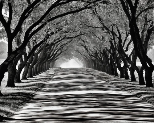 tree lined path,tree lined lane,pathway,tree lined,tree-lined avenue,birch alley,winding road,the mystical path,row of trees,forest road,the path,tree canopy,tree grove,forest path,almond trees,winding roads,monochrome photography,maple road,hollow way,bare trees,Conceptual Art,Daily,Daily 28