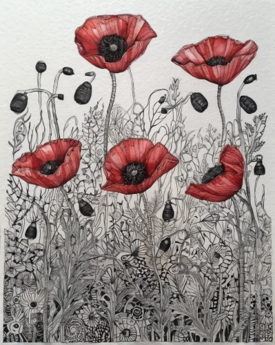 red poppies,poppies,red poppy,poppy flowers,red anemones,floral poppy,a couple of poppy flowers,poppy anemone,remembrance day,poppy fields,red poppy on railway,corn poppies,coquelicot,opium poppies,poppy field,anemone de caen,oriental poppy,tree poppy,poppy family,papaver,Illustration,Black and White,Black and White 11
