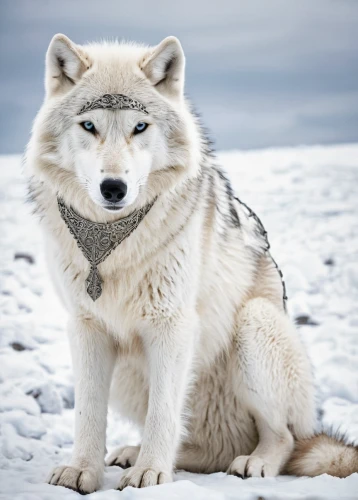 greenland dog,northern inuit dog,canadian eskimo dog,tamaskan dog,arctic fox,sakhalin husky,saarloos wolfdog,polar,sled dog,arctic,canidae,norwegian buhund,canis lupus,wolfdog,white shepherd,gray wolf,tundra,european wolf,seppala siberian sleddog,nunatak,Illustration,Realistic Fantasy,Realistic Fantasy 42