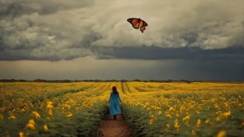 flying dandelions,little girl in wind,photo manipulation,conceptual photography,flying seeds,photomanipulation,little girl with balloons,photoshop manipulation,flying seed,sunflower field,butterfly isolated,field of rapeseeds,little girl with umbrella,isolated butterfly,girl walking away,yellow sky,hanging yellow flower,helianthus,chasing butterflies,dandelion flying,Photography,Artistic Photography,Artistic Photography 14
