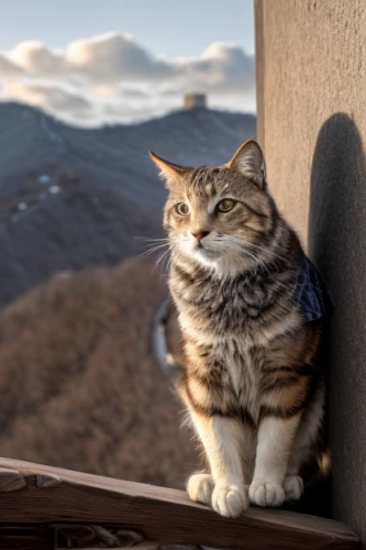 aegean cat,cat greece,cappadocia,calico cat,chinese pastoral cat,göreme,siberian cat,napoleon cat,cat european,cat image,cat,cat sparrow,american curl,tabby cat,lookout,calico,siberian,cat portrait,pallas cat,erciyes dağı,Light and shadow,Landscape,Great Wall