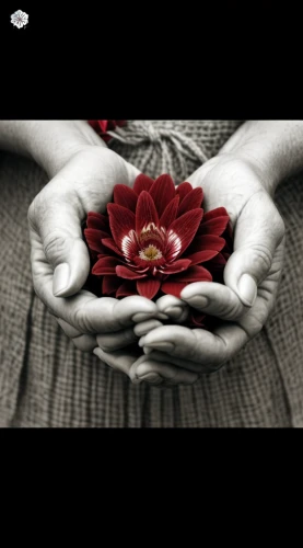 paper flower background,red petals,lotus with hands,red flower,red water lily,single flower,artificial flower,red rose,flower background,valentine flower,lotus flower,sacred lotus,lotus position,petals,cut flower,lotus effect,petal of a rose,hand digital painting,artificial flowers,carnation of india