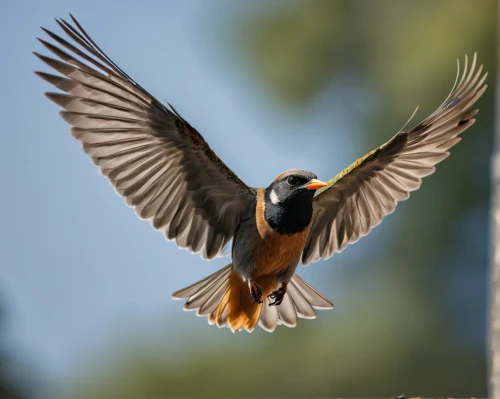 rufous,barn swallow,european swallow,piciformes,alcedo atthis,falco peregrinus,chestnut munia,turdus philomelos,common myna,harris hawk in flight,bird in flight,male rufous hummingbird,european bee eater,redbreast,ferruginous,american robin,rufous hummingbird,in flight,munia,ciconiiformes,Photography,General,Natural