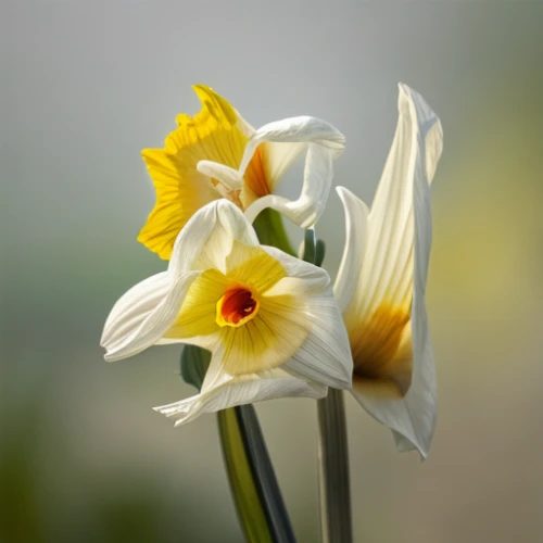 avalanche lily,narcissus pseudonarcissus,siberian fawn lily,the trumpet daffodil,easter lilies,fawn lily,yellow avalanche lily,madonna lily,daffodils,daffodil,erythronium dens-canis,jonquils,yellow daffodil,narcissus,tulipa sylvestris,lilium candidum,fritillaria imperiali,daf daffodil,tulip white,yellow daffodils,Realistic,Flower,Daffodil
